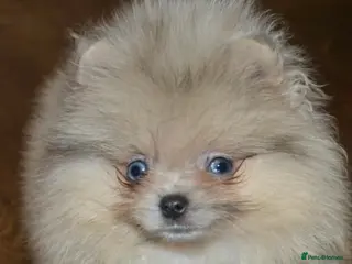 Pomeranian dogs Reduced Stunning Merle Blue Eyes Pomeranian - Advert 1