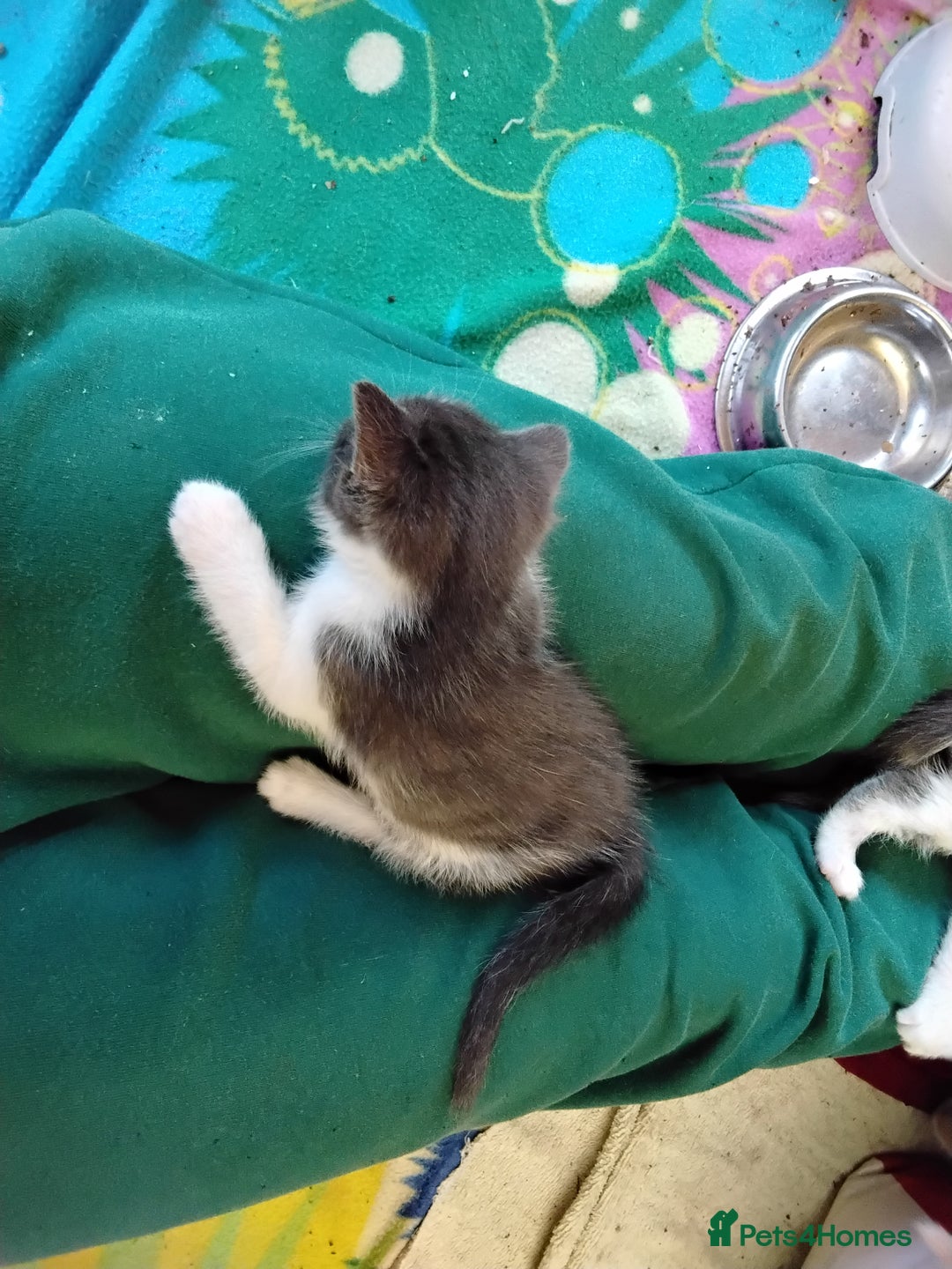 Maine Coon cats for sale: Kittens - Image 10