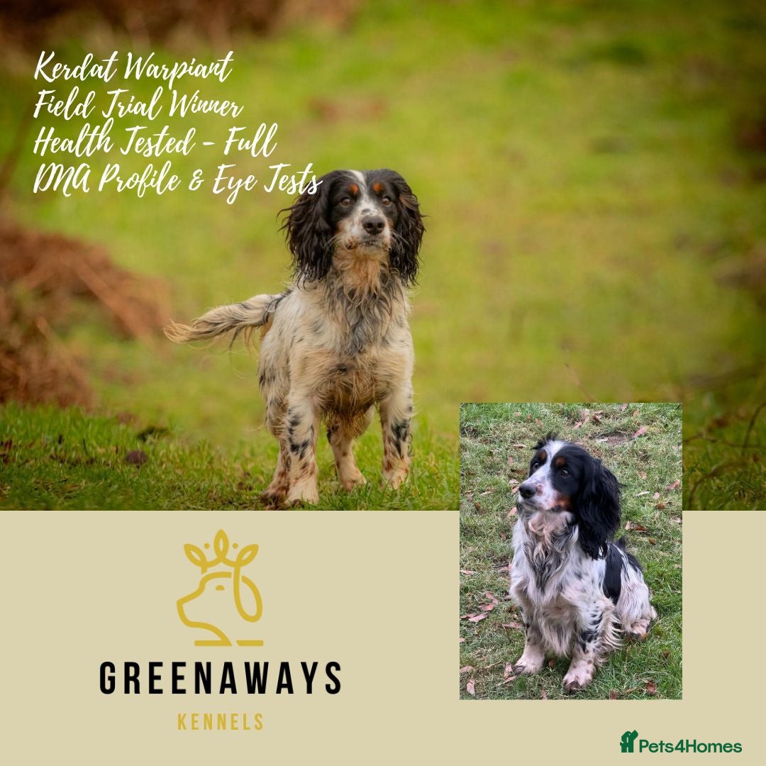 Sprocker dogs (Due)Rare Fully Health Tested F1b Sprocker Puppies - Advert 2