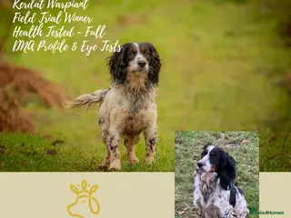 Sprocker dogs (Due)Rare Fully Health Tested F1b Sprocker Puppies - Advert 2