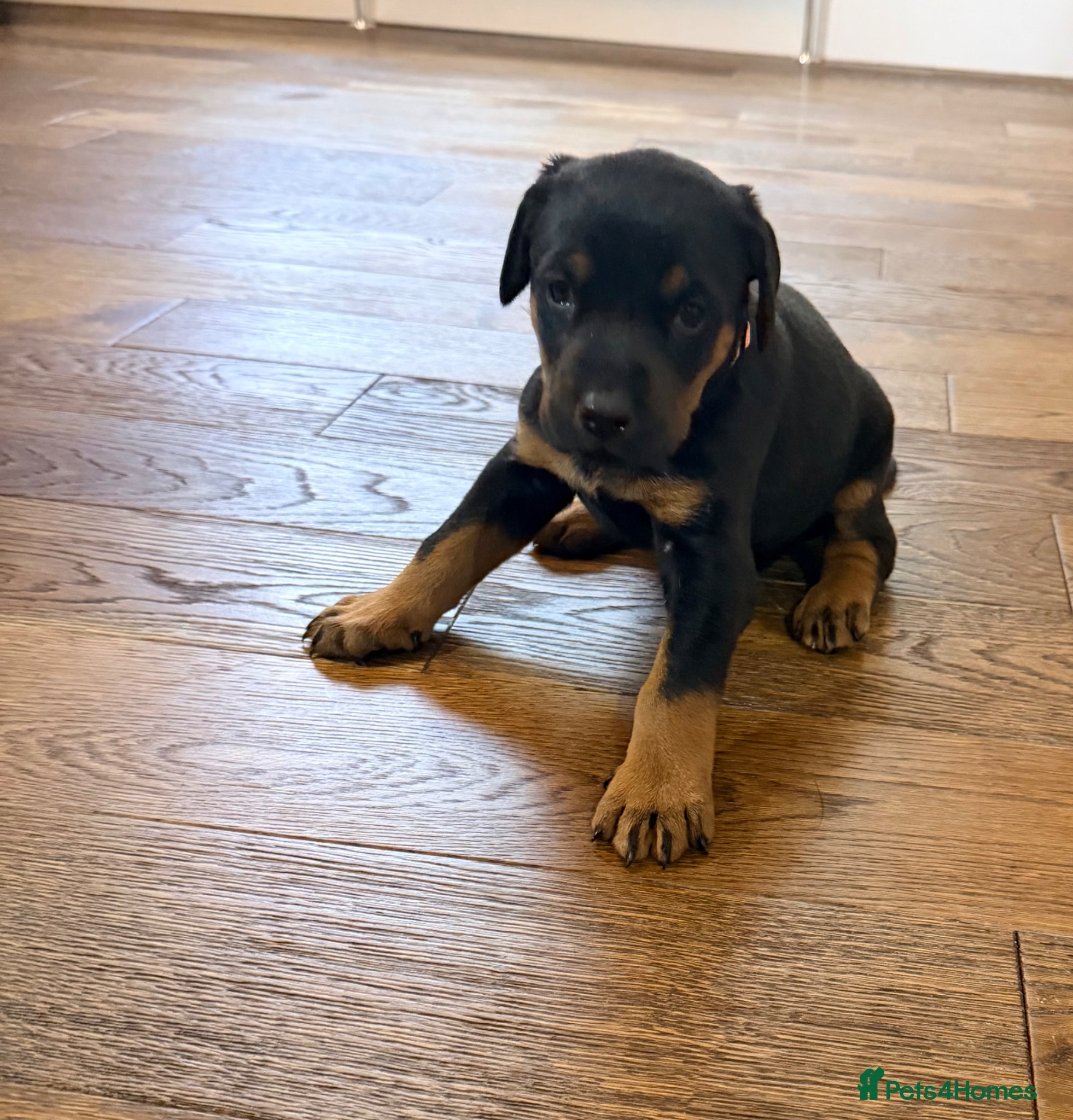 Dobermann dogs Dobermann puppies available - loving homes wanted  - Advert 1