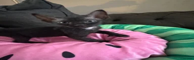 Sphynx 3