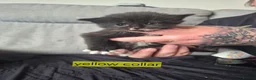 Mixed Breed cats for sale: Fluffy black and white female - Advert 11