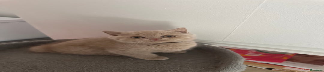 British Shorthair Kitten 3