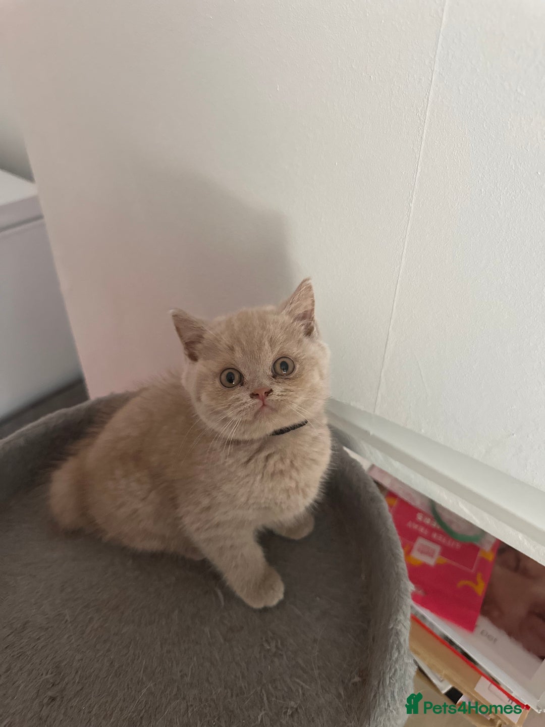 British Shorthair cats for sale: British shorthair kittens  - Image 21