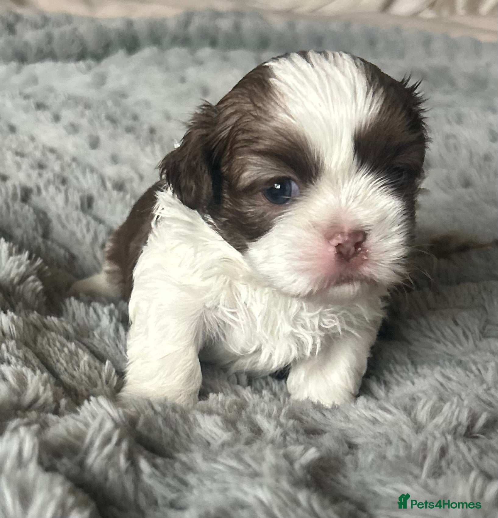Shih Tzu dogs  ✨🐶 Exceptional Shih Tzu Puppies Available 🐶✨ - Advert 2
