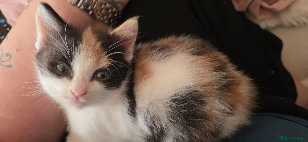Mixed Breed cats for sale: Female Calico Kitten - Advert 1