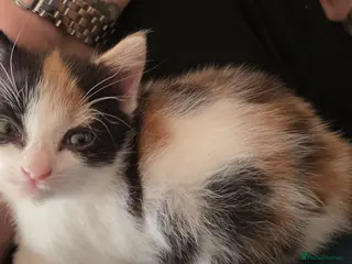 Mixed Breed cats Female Calico Kitten - Advert 1
