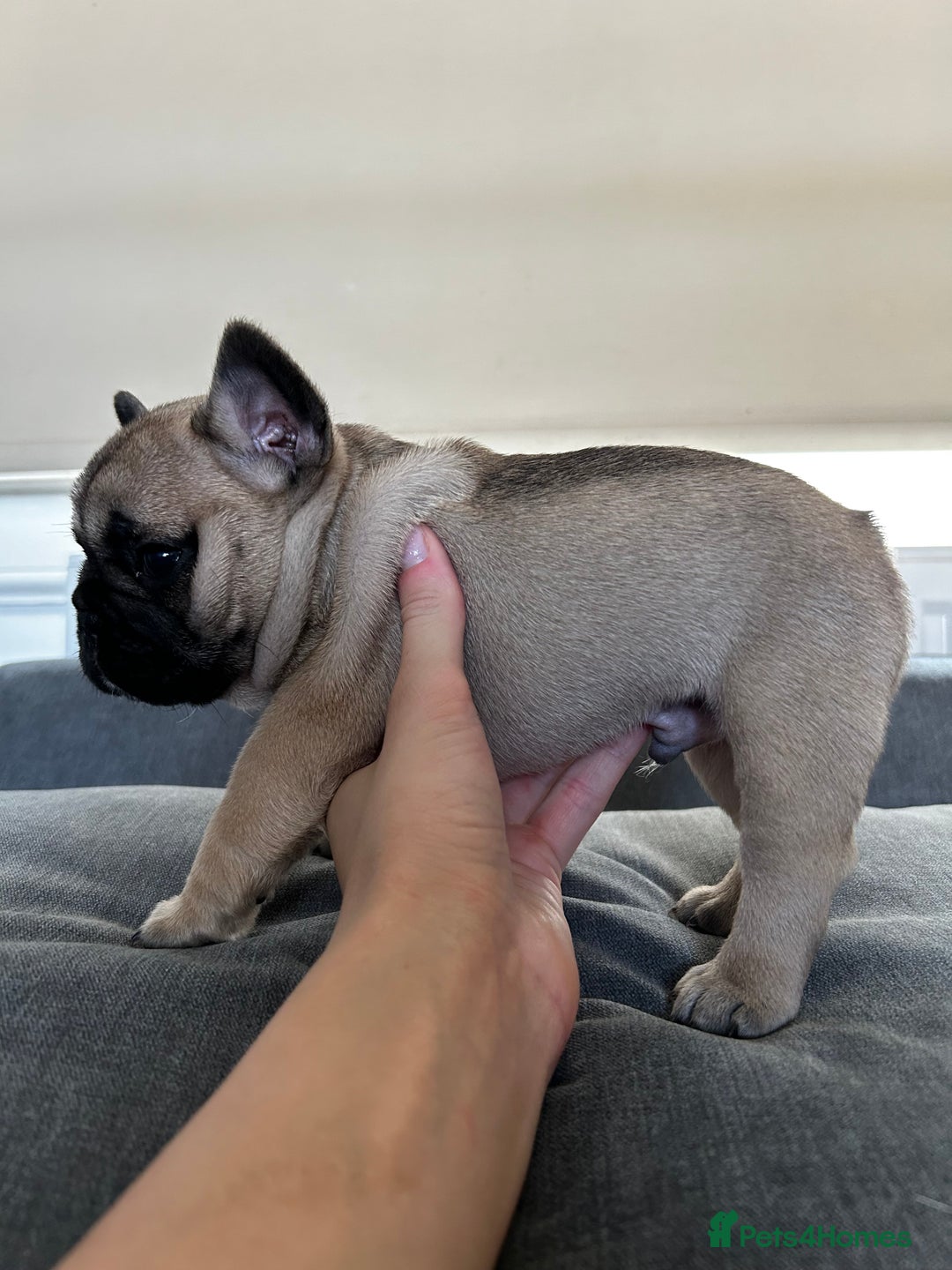 French Bulldog dogs for sale: FrenchAngels 👼🏼🐾 - Image 28