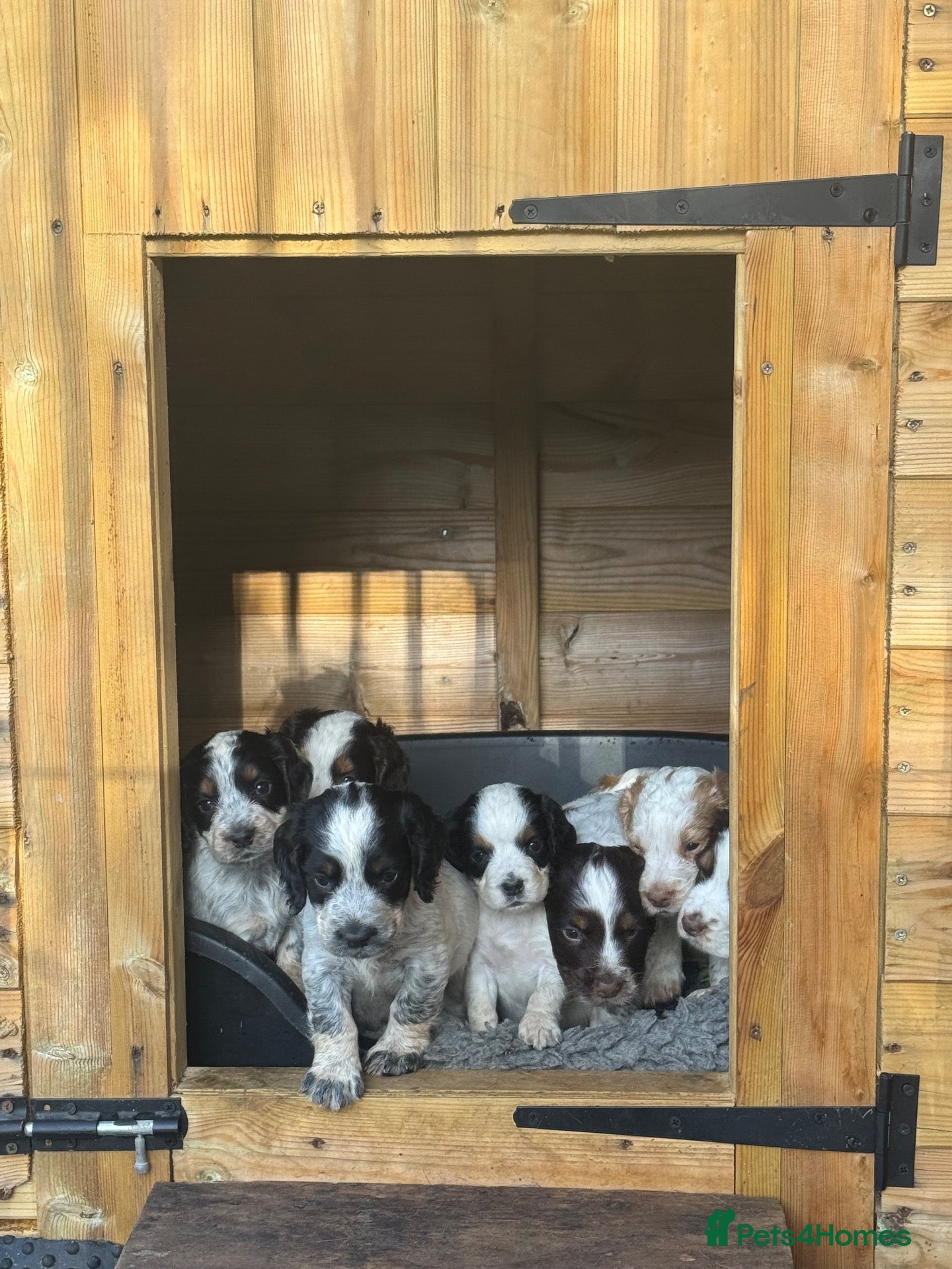 Cocker Spaniel dogs DNA Tested-Roan-FTW sired-Working  - Advert 2