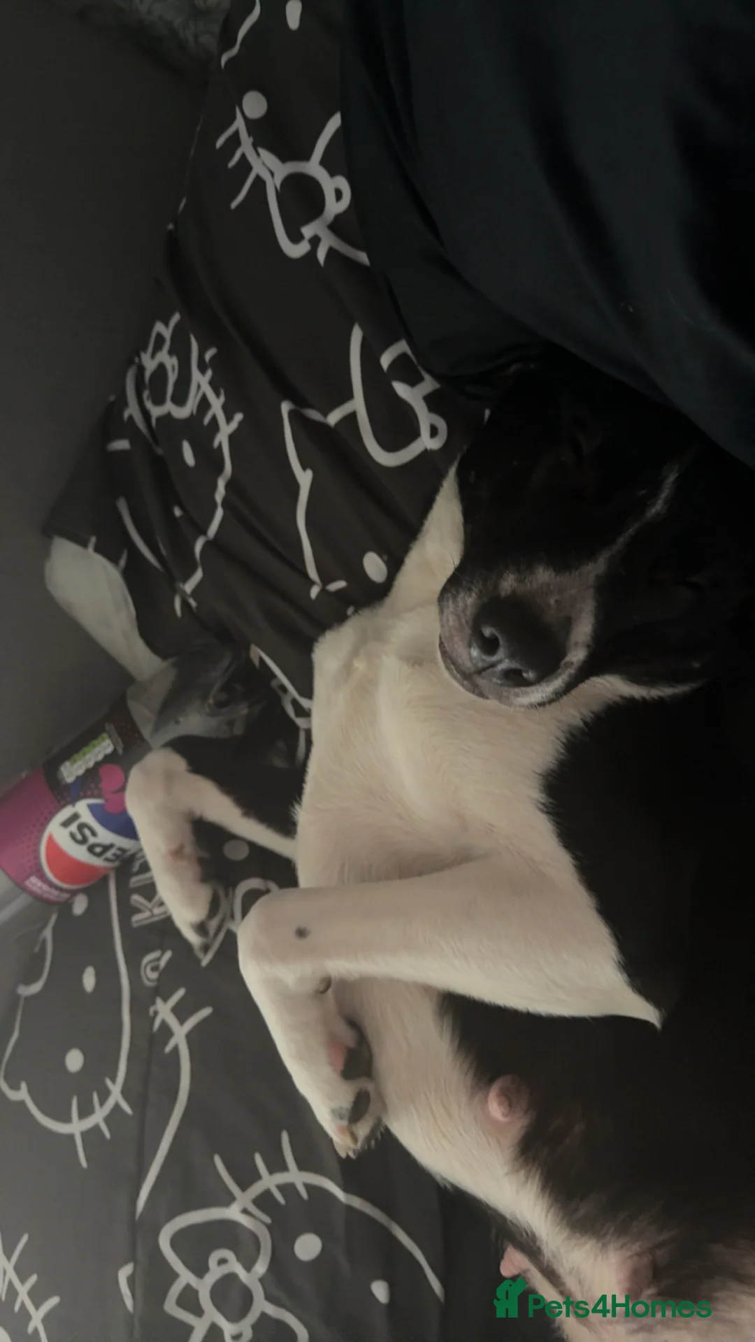 Mixed Breed dogs for sale: Border collie x staffie x german sheppard pups  - Advert 6