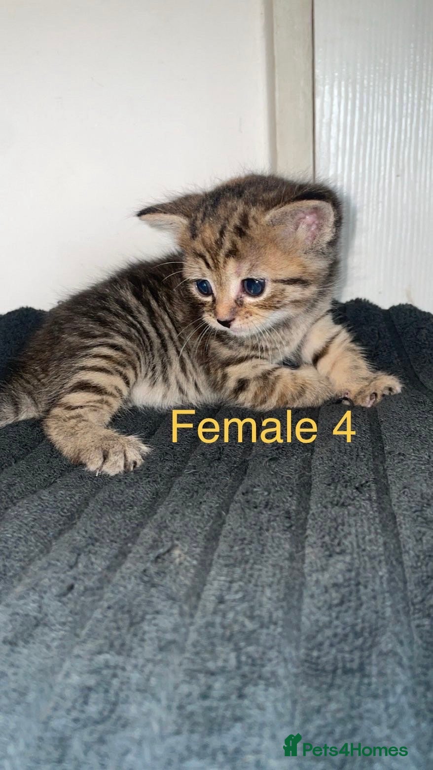 Domestic Shorthair cats Healthy, Well‑Socialised Kittens - Advert 4