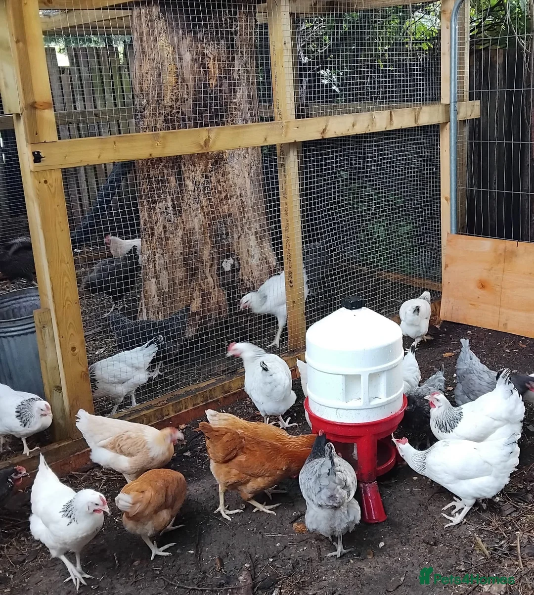 Chickens poultry for sale: Point of Lay Chickens for sale - Advert 2