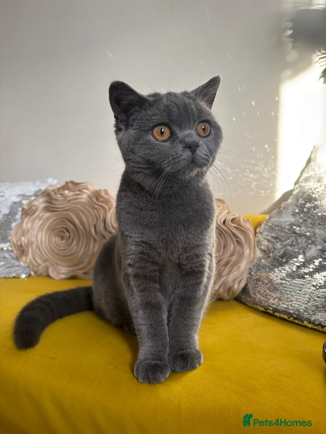 British Shorthair cats for sale: Cat for sale !! - Advert 14
