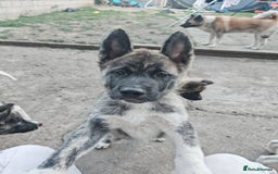 Akita dogs for sale: Akita puppy's ready now - Image 13