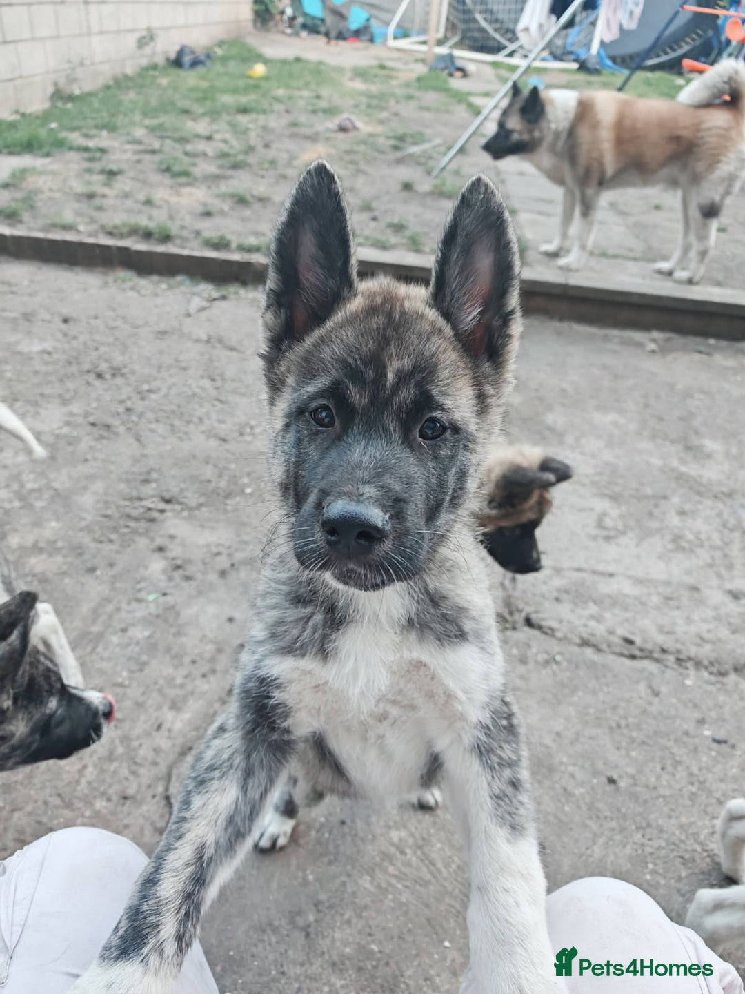 Akita dogs for sale: Akita puppy's ready now - Image 13