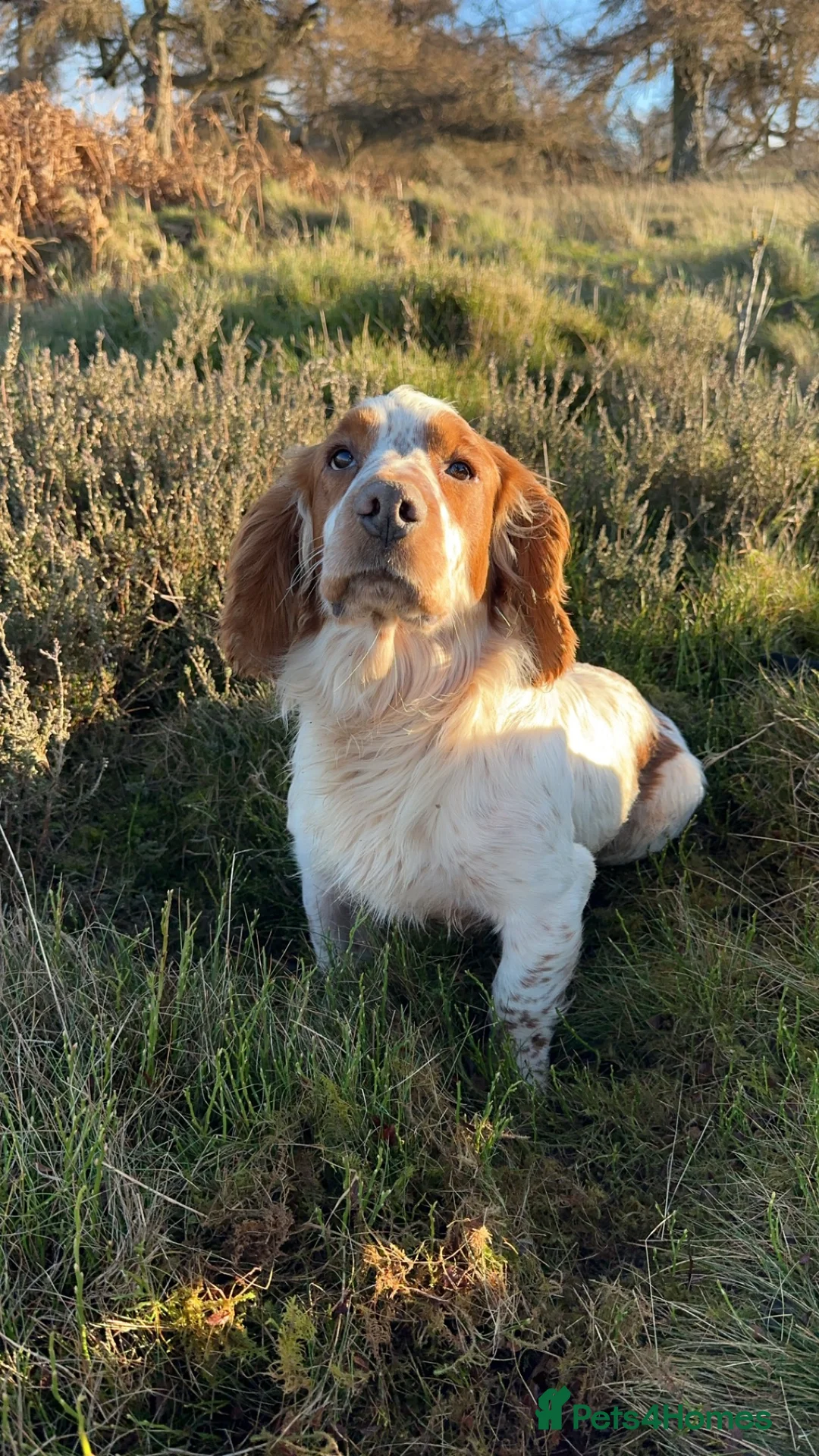 Cocker Spaniel dogs for stud: Kentwone Bayley in Carlisle - Advert 9