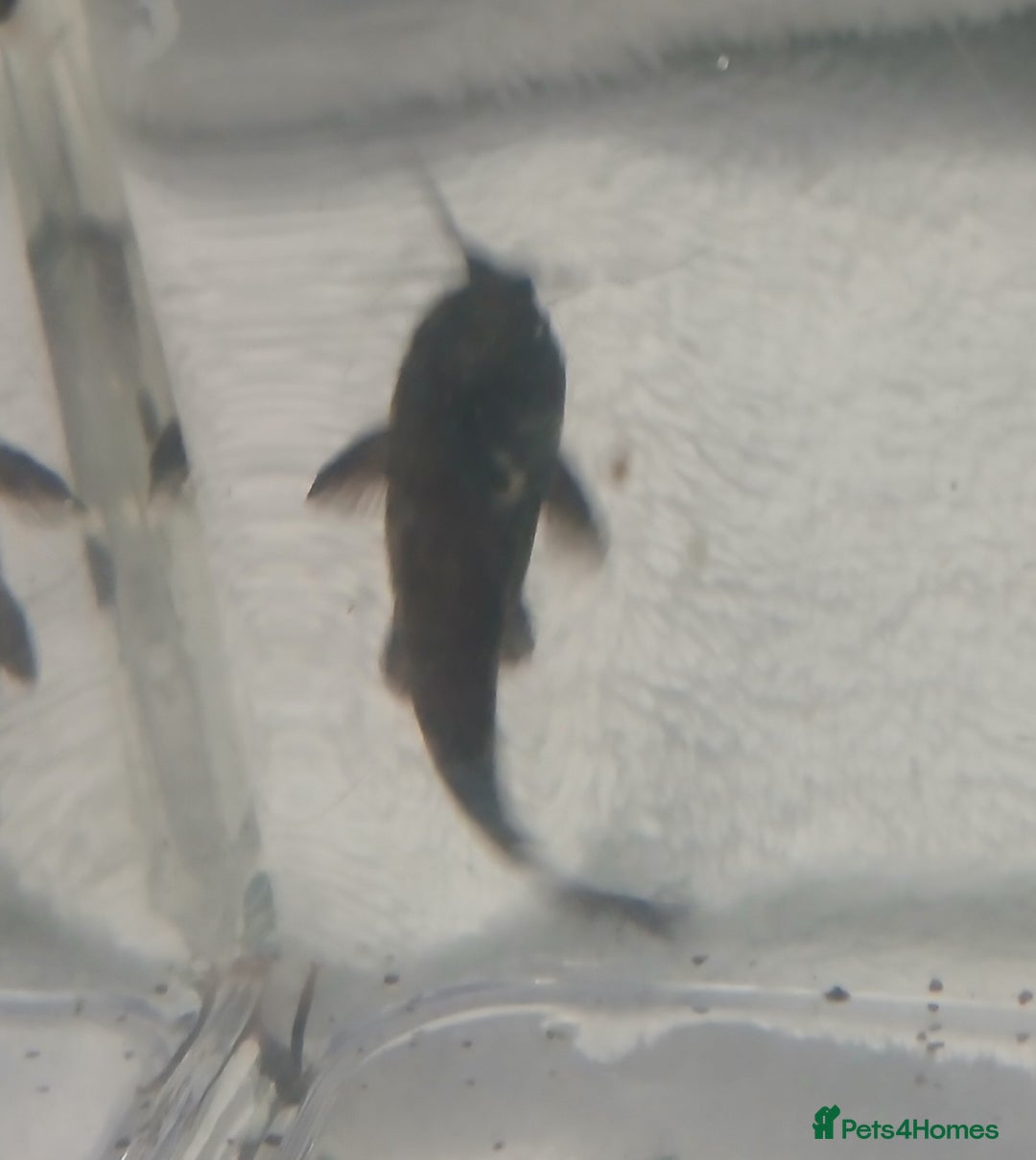 Catfish fish for sale: Hoplo Catfish needing new home - Advert 4