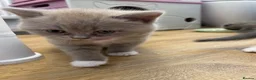 Scottish Fold cats for sale: 3 Scottish Fold kittens  - Advert 18