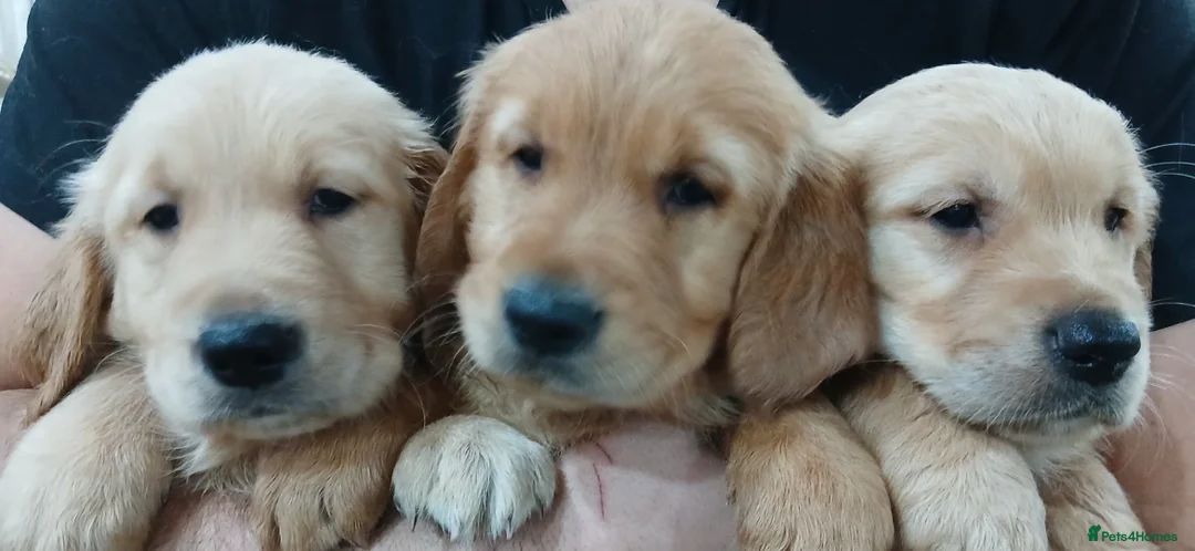 Golden Retriever dogs for sale: Chunky KC registered golden retrievers  - Advert 27