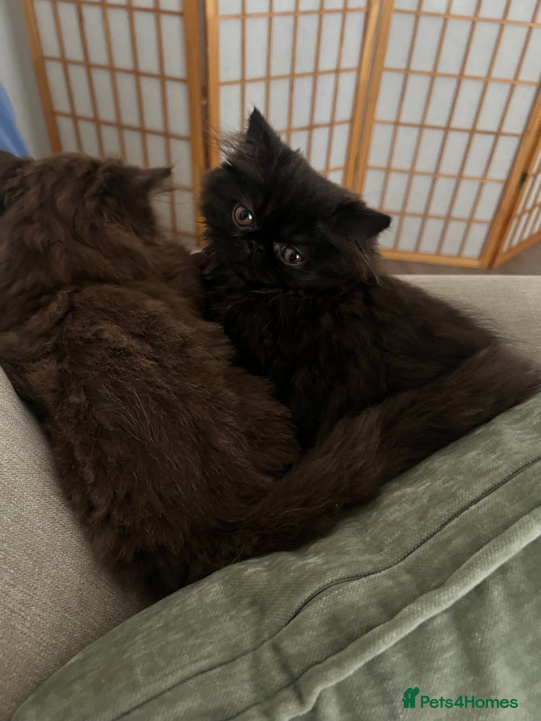Persian cats for sale: ✨ Adorable 4-Month-Old Persian Kitten Available ✨ - Advert 4