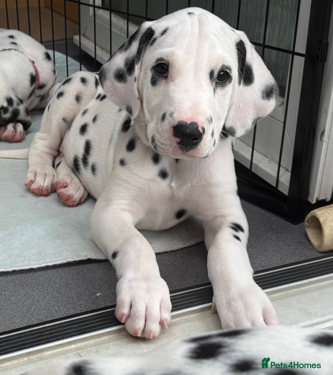 Dalmatian dogs for sale: Antbowdals Strong British Pedigree Dalmation pups - Image 18
