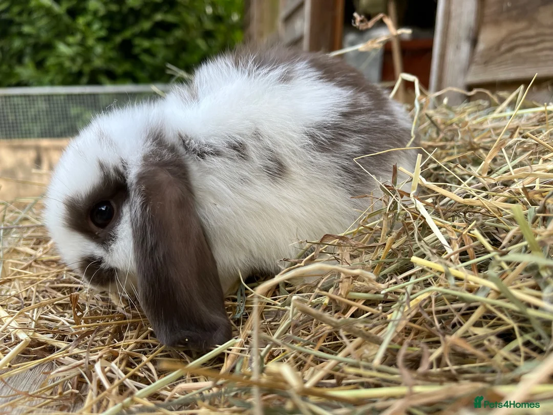 Mini Lop rabbits for sale: Gorgeous pure Mini lops  - Advert 13