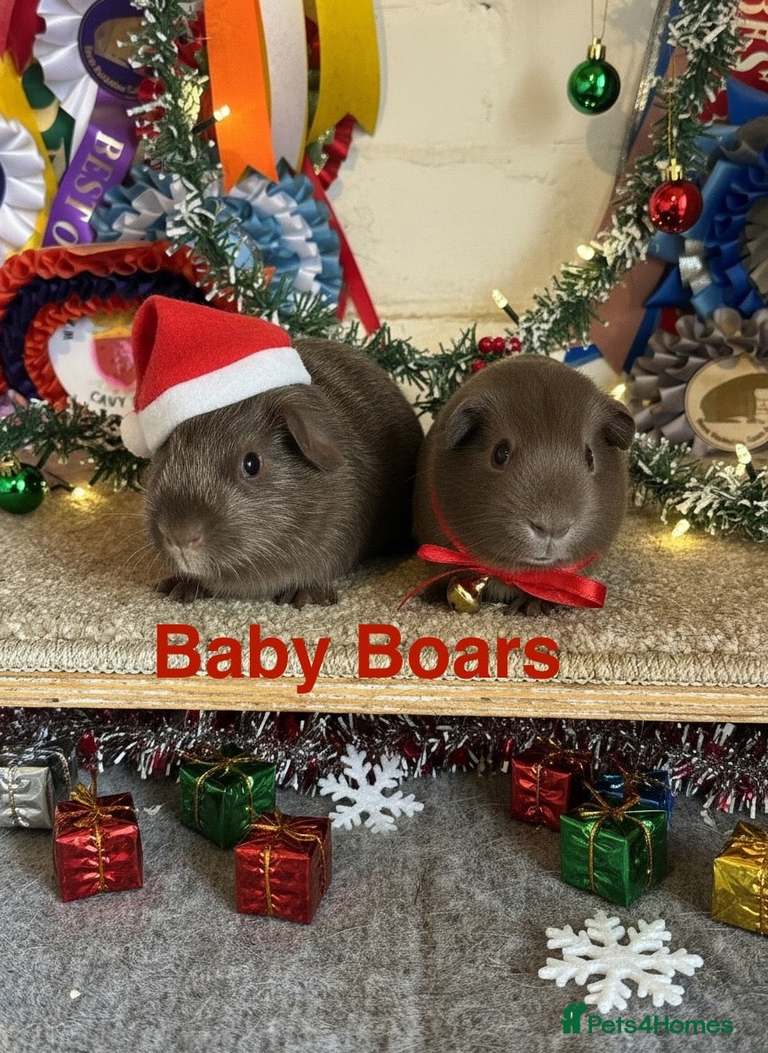 Guinea Pig rodents Pairs of Guinea Pigs Boars & Sows - Advert 2