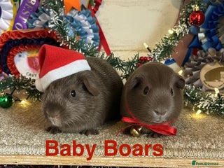 Guinea Pig rodents Pairs of Guinea Pigs Boars & Sows - Advert 1