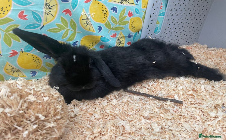 Mini Lop rabbits - Advert 1