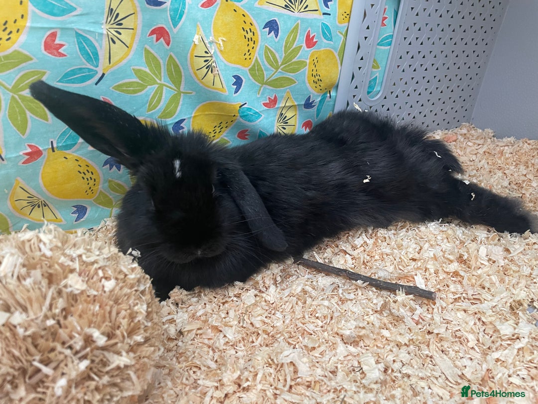Mini Lop rabbits for sale: 10 week old female mini lop - Image 1