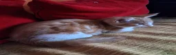 Mixed Breed cats for sale: Last ginger male kitten available for sale - Advert 2