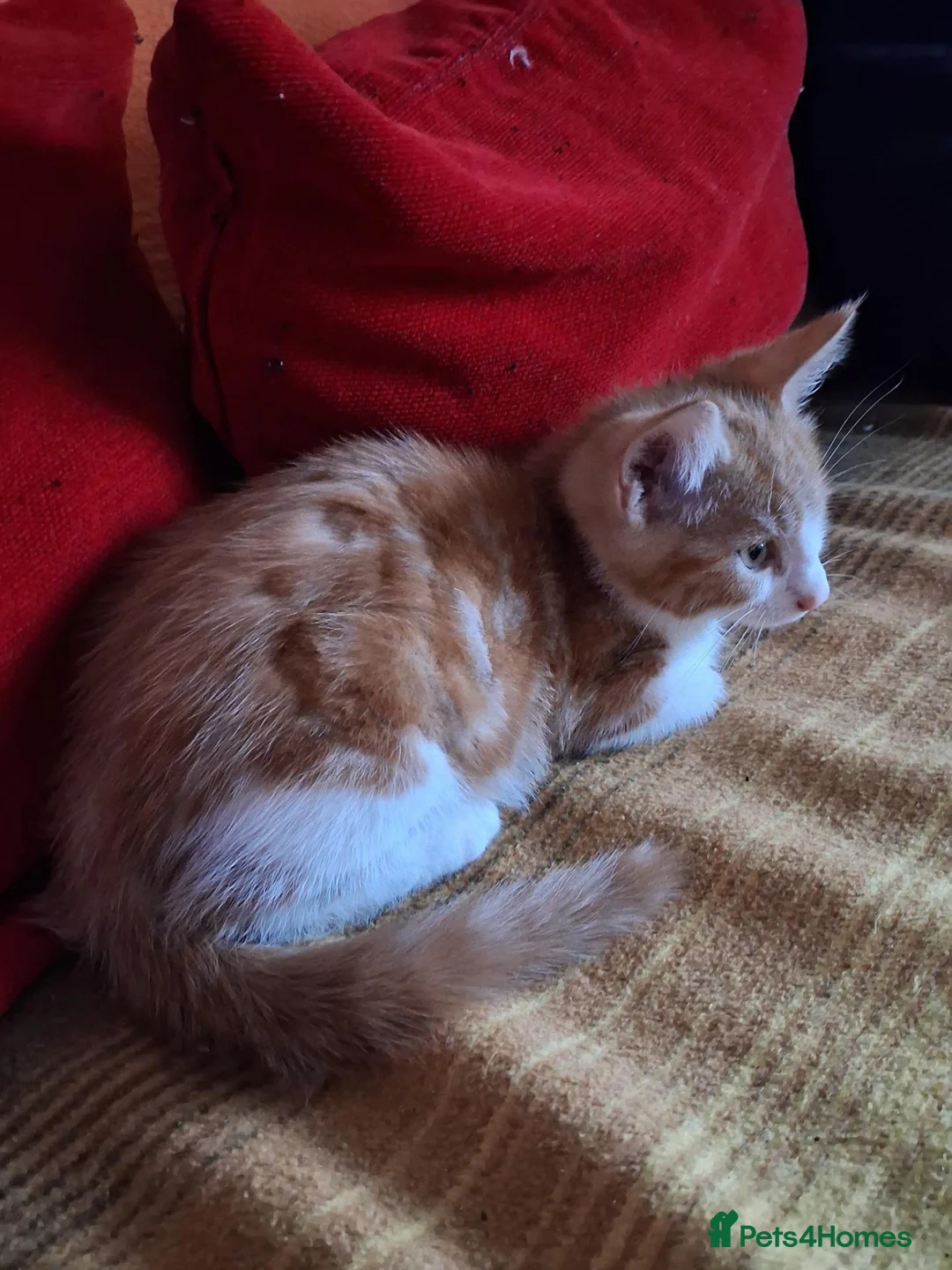 Mixed Breed cats for sale: Last ginger male kitten available for sale - Advert 2