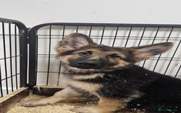 German Shepherd dogs for sale: German shepherd puppies  - Image 1