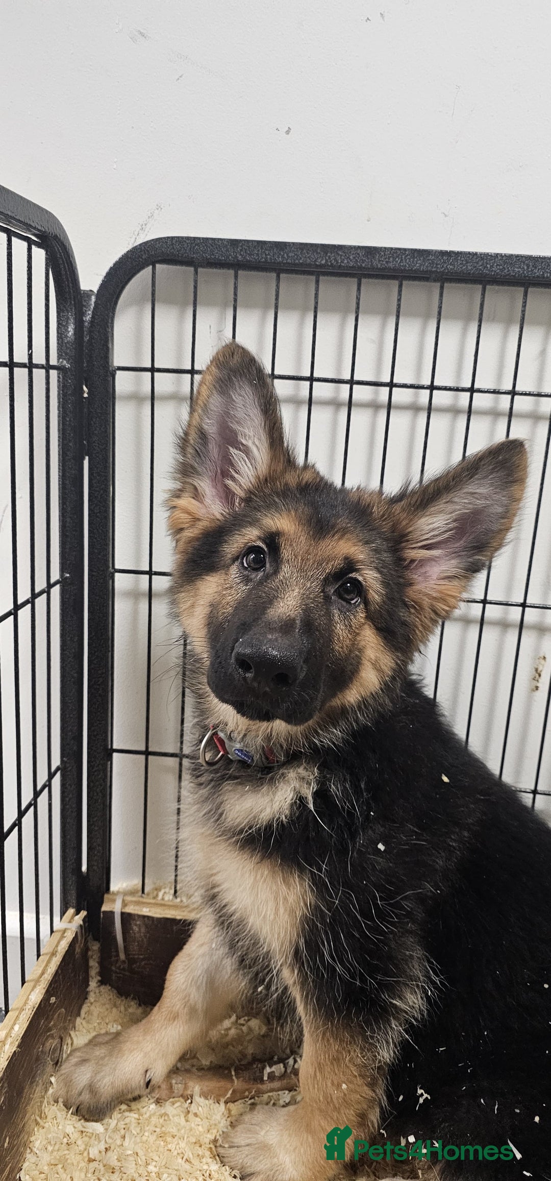 German Shepherd dogs for sale: German shepherd puppies  - Image 1