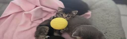 Mixed Breed cats for sale: Mixed breed tabby kitten - Advert 3