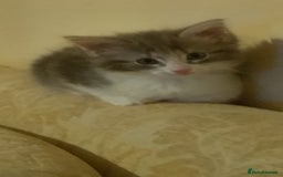 Norwegian Forest Cat cats for sale: 4 11 week old kittens  - Image 3