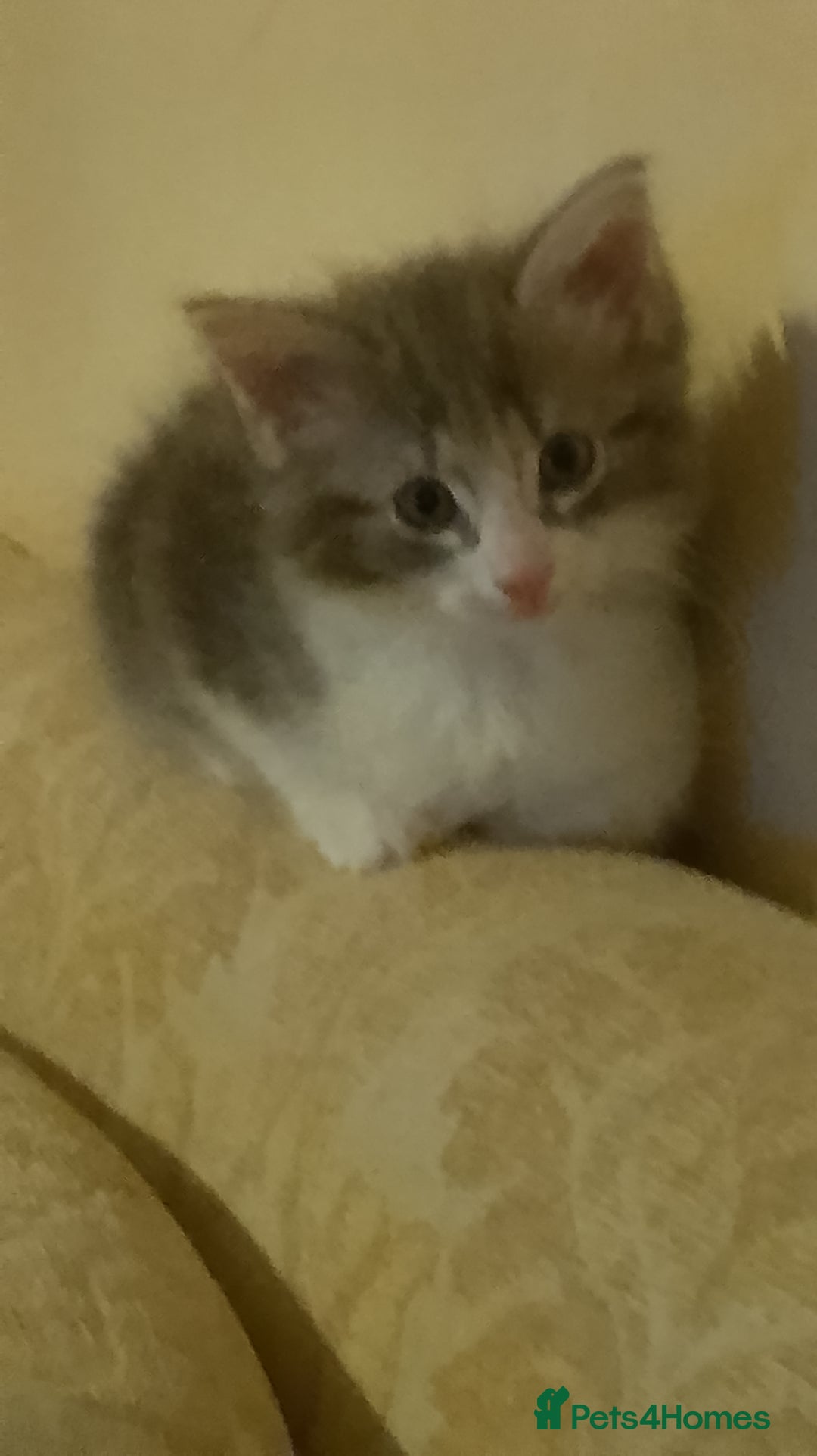 Norwegian Forest Cat cats for sale: 4 11 week old kittens  - Image 3