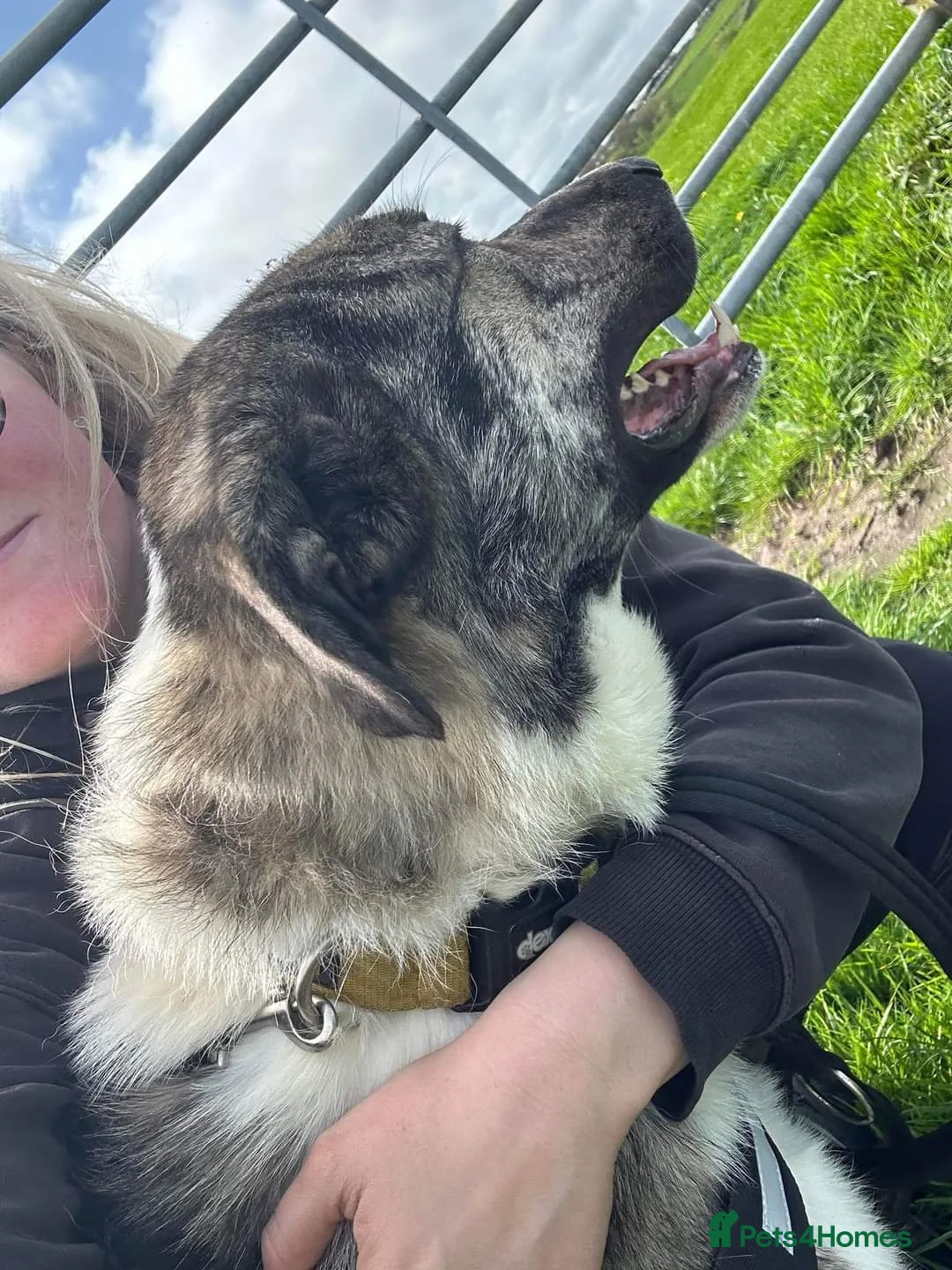 Mixed Breed dogs for adoption: Meet Kane, currently residing in Cheshire  in Nantwich - Advert 19