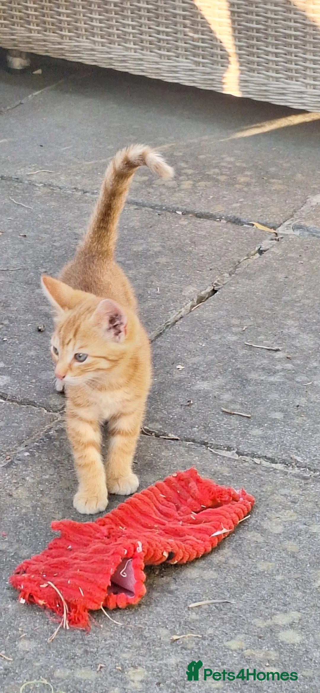 Mixed Breed cats for sale: Ginger kittens - Advert 6