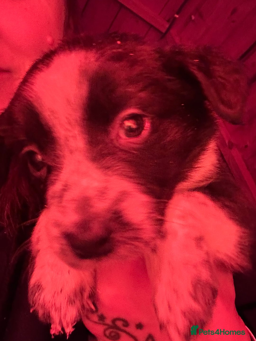 Mixed Breed dogs for sale: Puppies   - Advert 4