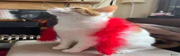 Domestic Shorthair cats for sale: Rehome for Cheeto - Advert 5