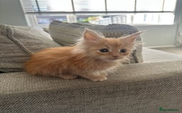 Maine Coon cats for sale: Ginger Maine coon kitten  - Image 4