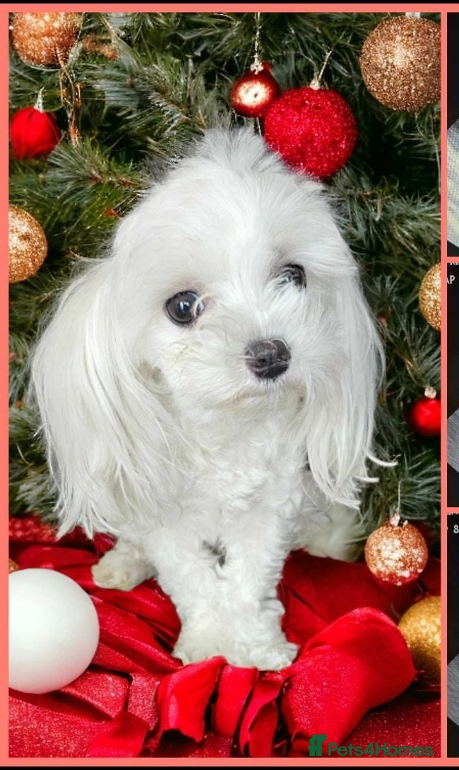 Maltese dogs Loving 4 year old Luna - Advert 1