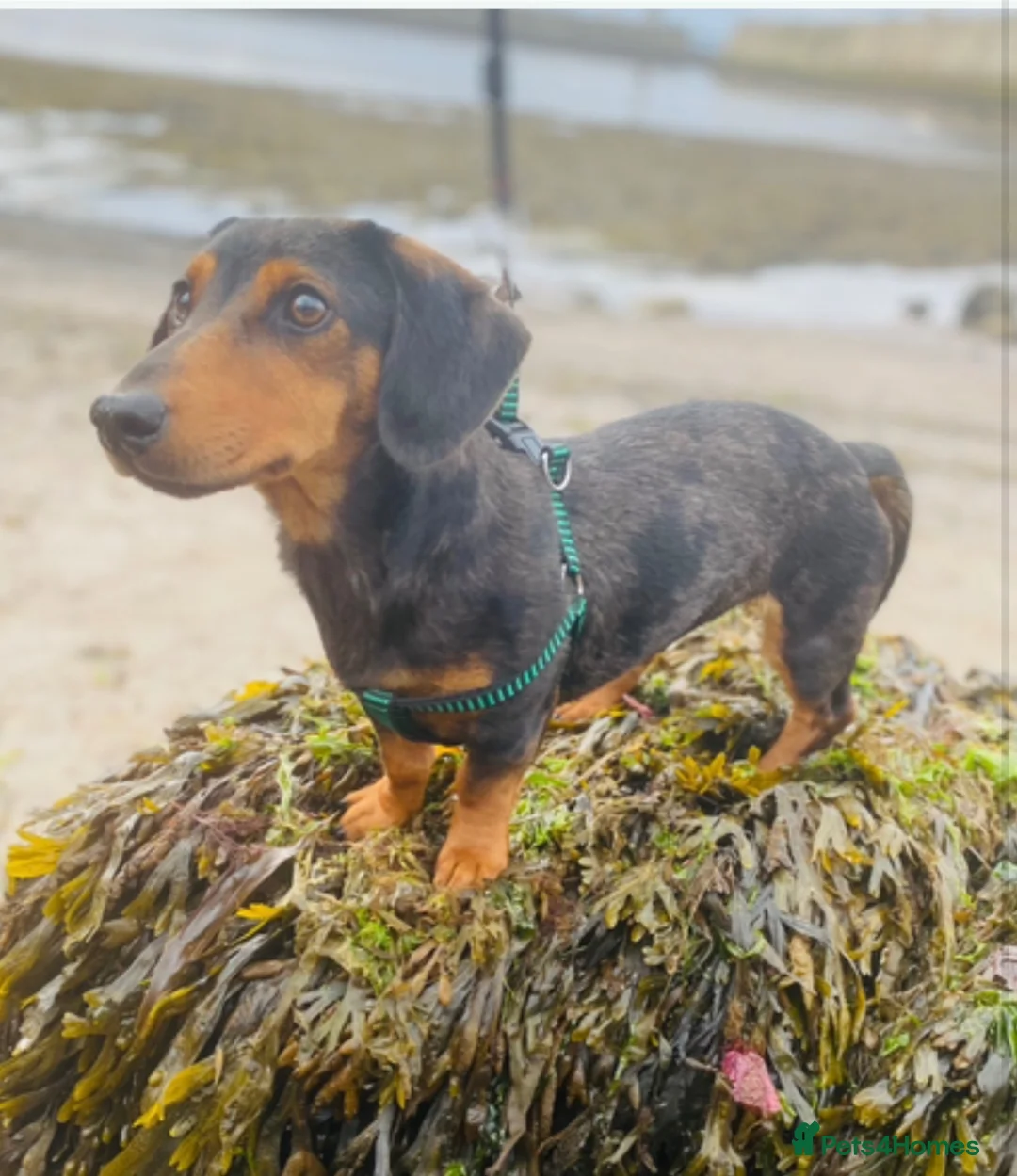Dachshund dogs for sale: Beautiful Dachshund Puppies for sale - Advert 7
