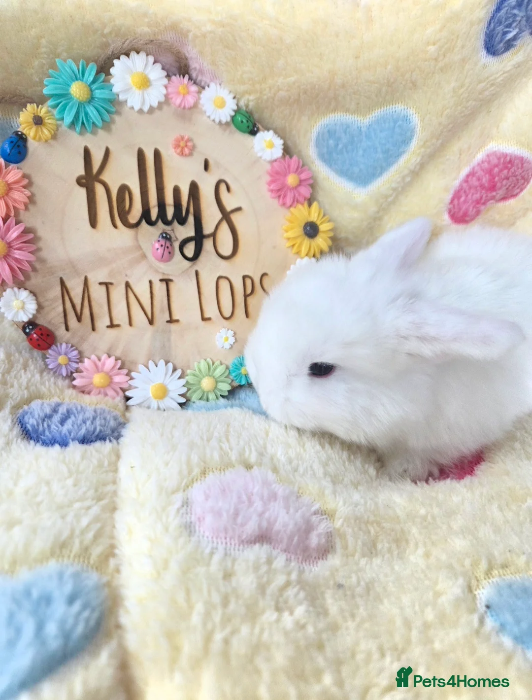 Mini Lop rabbits for sale: Purebred Mini Lop Bunnies - Advert 2