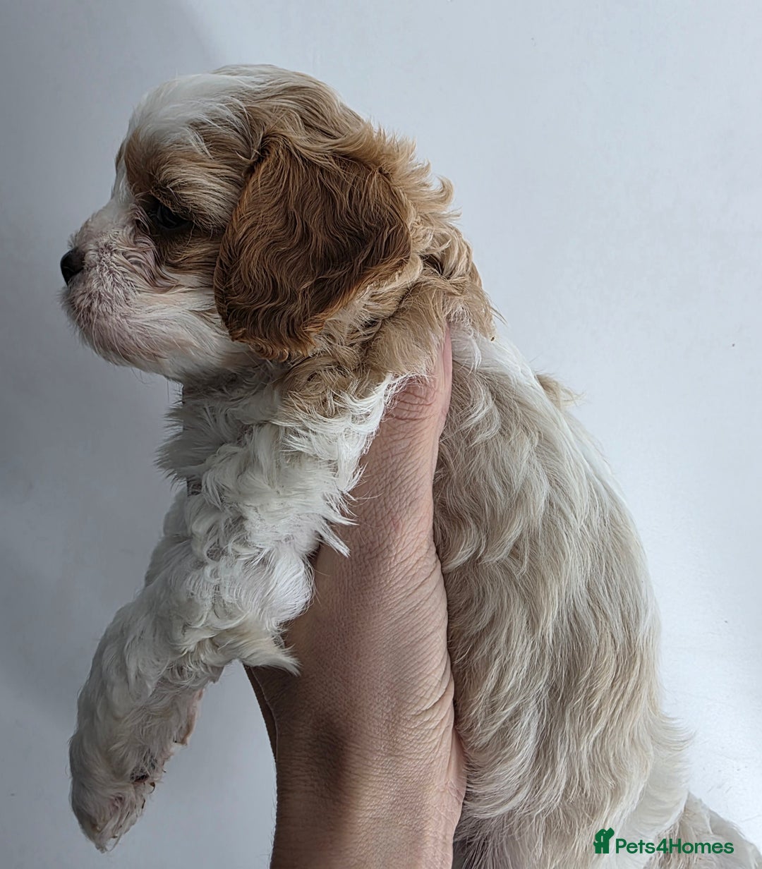 Cavapoo dogs for sale: Stunning f1 cavapoos  - Advert 4