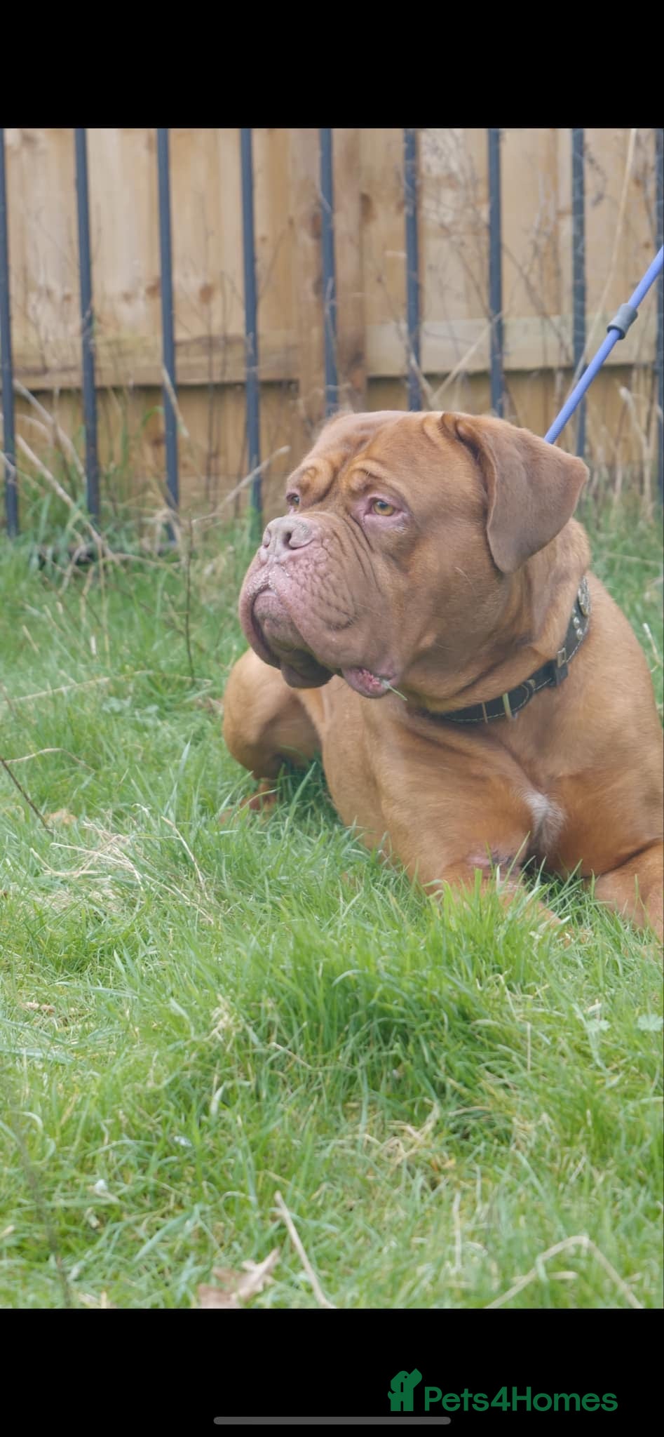 Dogue De Bordeaux dogs Proven Dogue De Bordeaux Health tested in Cinderford - Advert 2