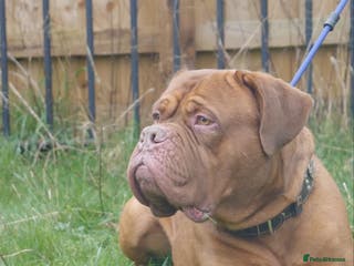 Dogue De Bordeaux dogs Proven Dogue De Bordeaux Health tested in Cinderford - Advert 7