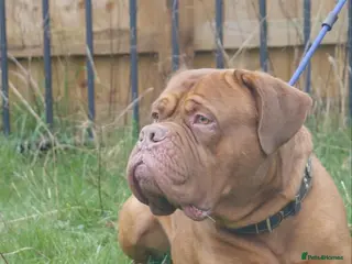 Dogue De Bordeaux dogs Proven Dogue De Bordeaux Health tested in Cinderford - Advert 4